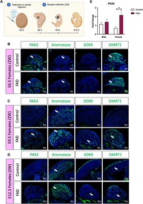 Fadrozole-mediated sex reversal in the embryonic chicken gonad involves a PAX2 positive undifferentiated supporting cell state